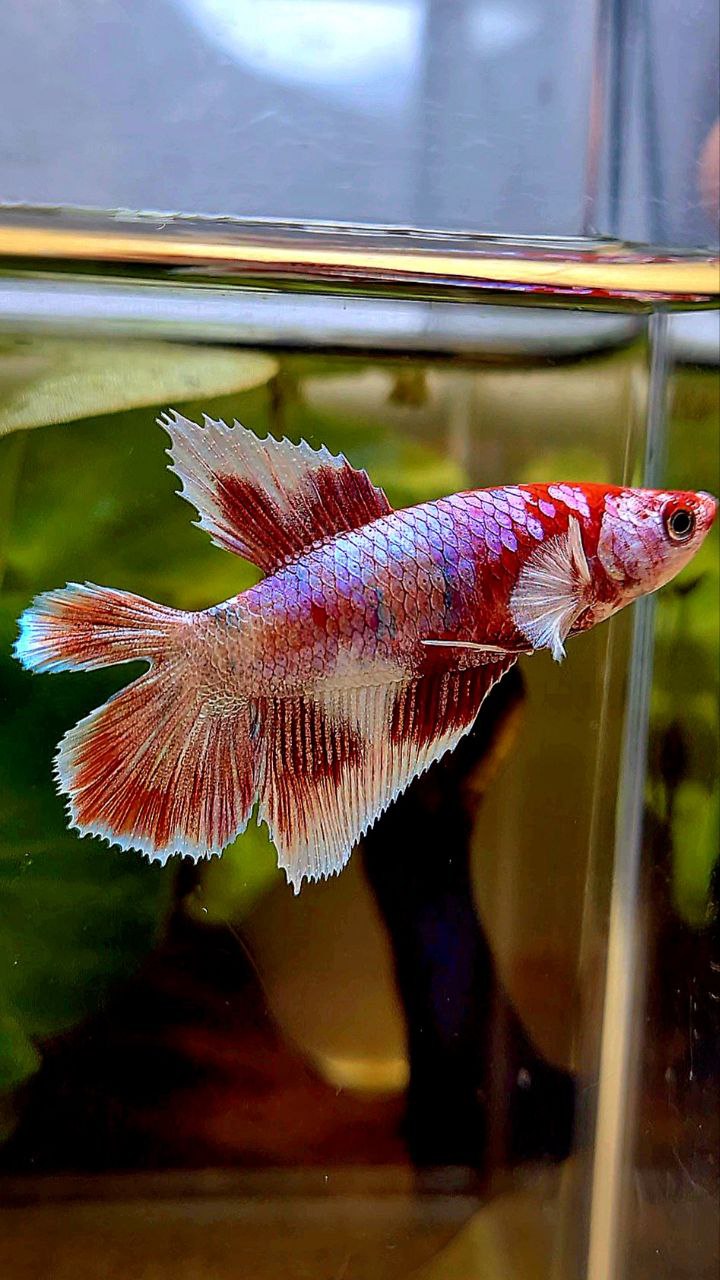 FEMALE HALFMOON DOUBLE TAIL BARONGSAI RED WHITE GALAXY MULTICOLOR BETTA FISH