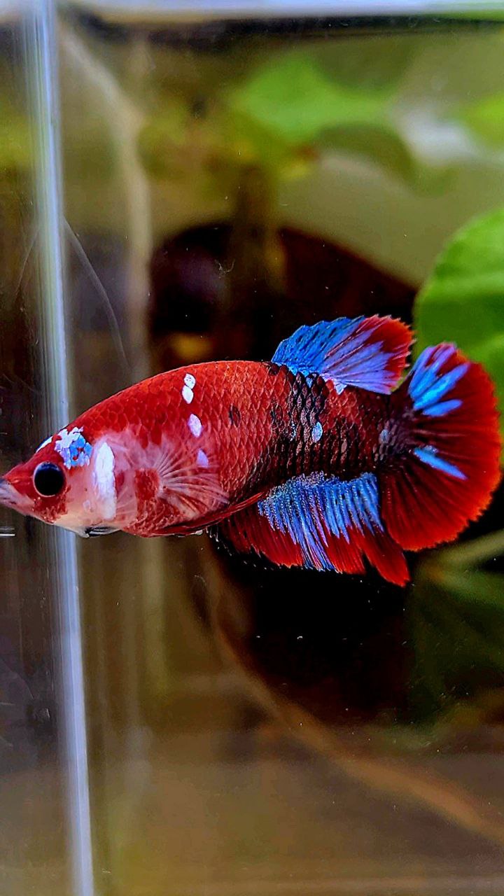 FEMALE HALFMOON BARONGSAI RED WHITE GALAXY MULTICOLOR BETTA FISH
