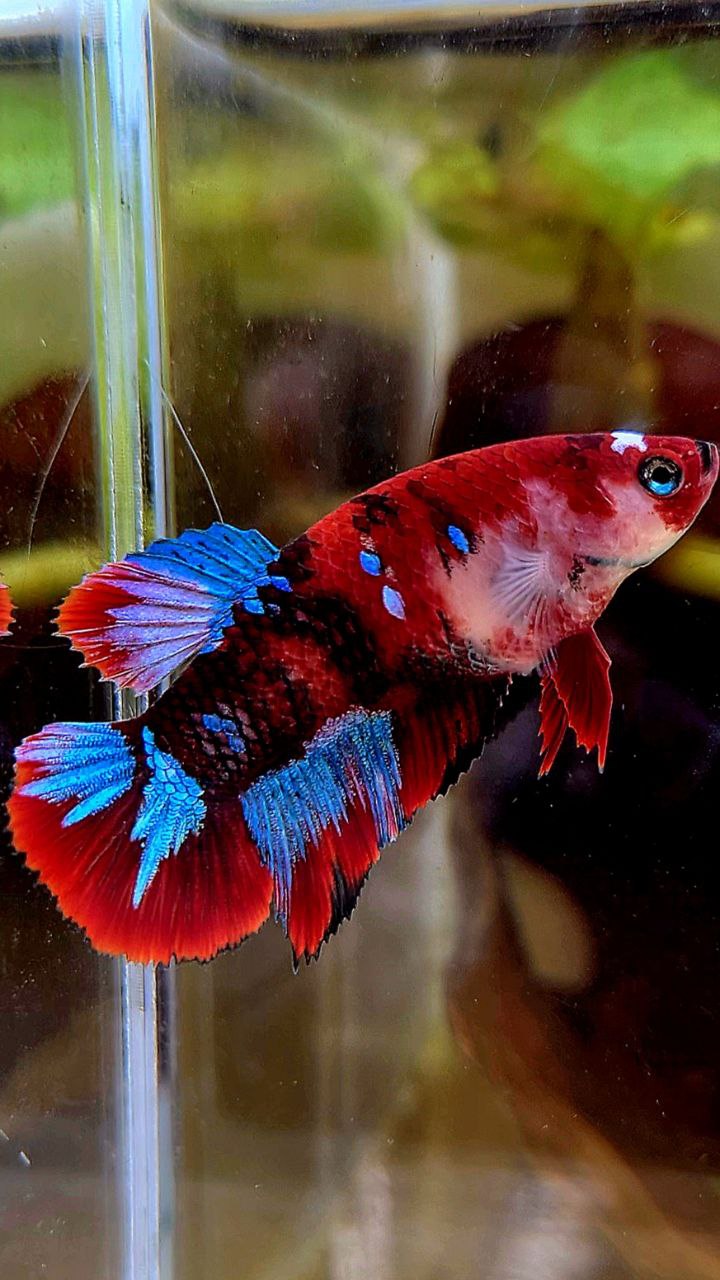 FEMALE HALFMOON BARONGSAI RED WHITE GALAXY MULTICOLOR BETTA FISH