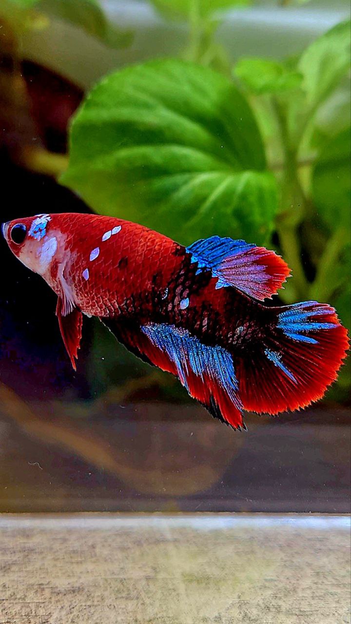 FEMALE HALFMOON BARONGSAI RED WHITE GALAXY MULTICOLOR BETTA FISH