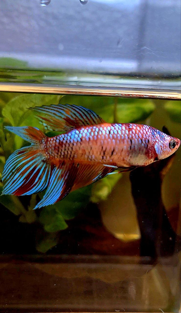 FEMALE VEILTAIL DOUBLE TAIL METALLIC MULTICOLOR BETTA FISH
