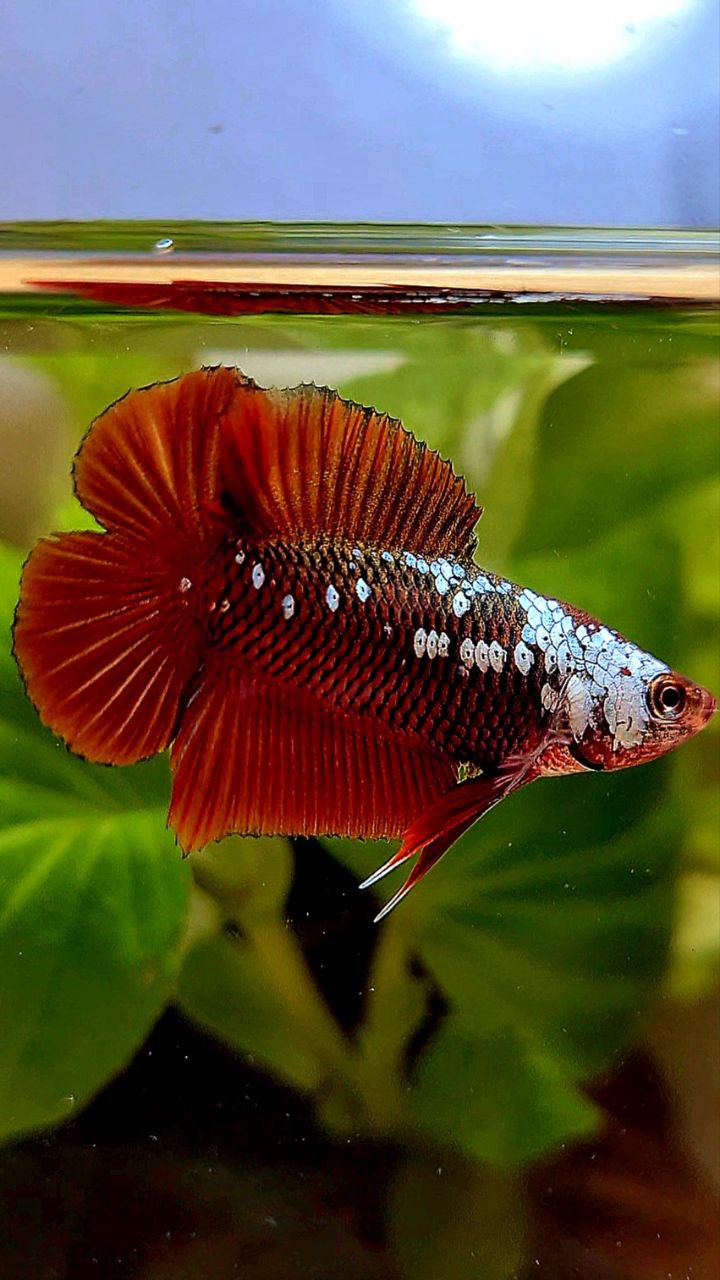 PLAKAT DOUBLE TAIL RED SAMURAI SNOW MAMBA BETTA FISH