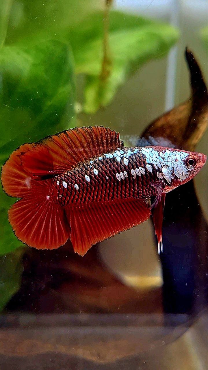PLAKAT DOUBLE TAIL RED SAMURAI SNOW MAMBA BETTA FISH – Rare Betta Fish ...