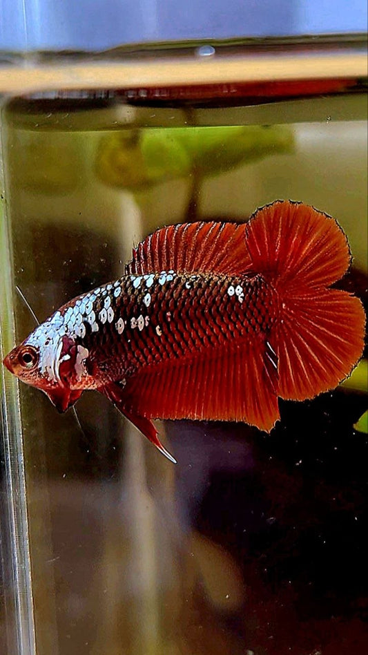 PLAKAT DOUBLE TAIL RED SAMURAI SNOW MAMBA BETTA FISH
