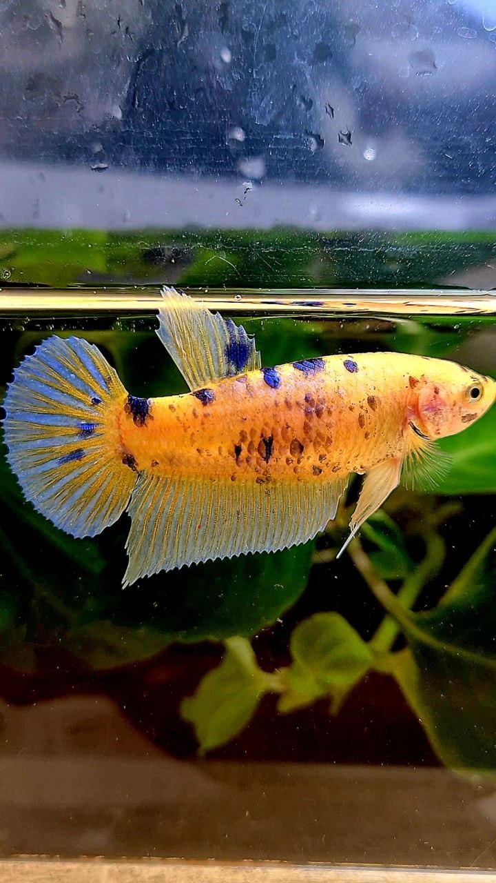 FEMALE GIANT PLAKAT BO 5CM+ YELLOW KOI BLUE DOTS MARBLE MULTICOLOR BETTA FISH