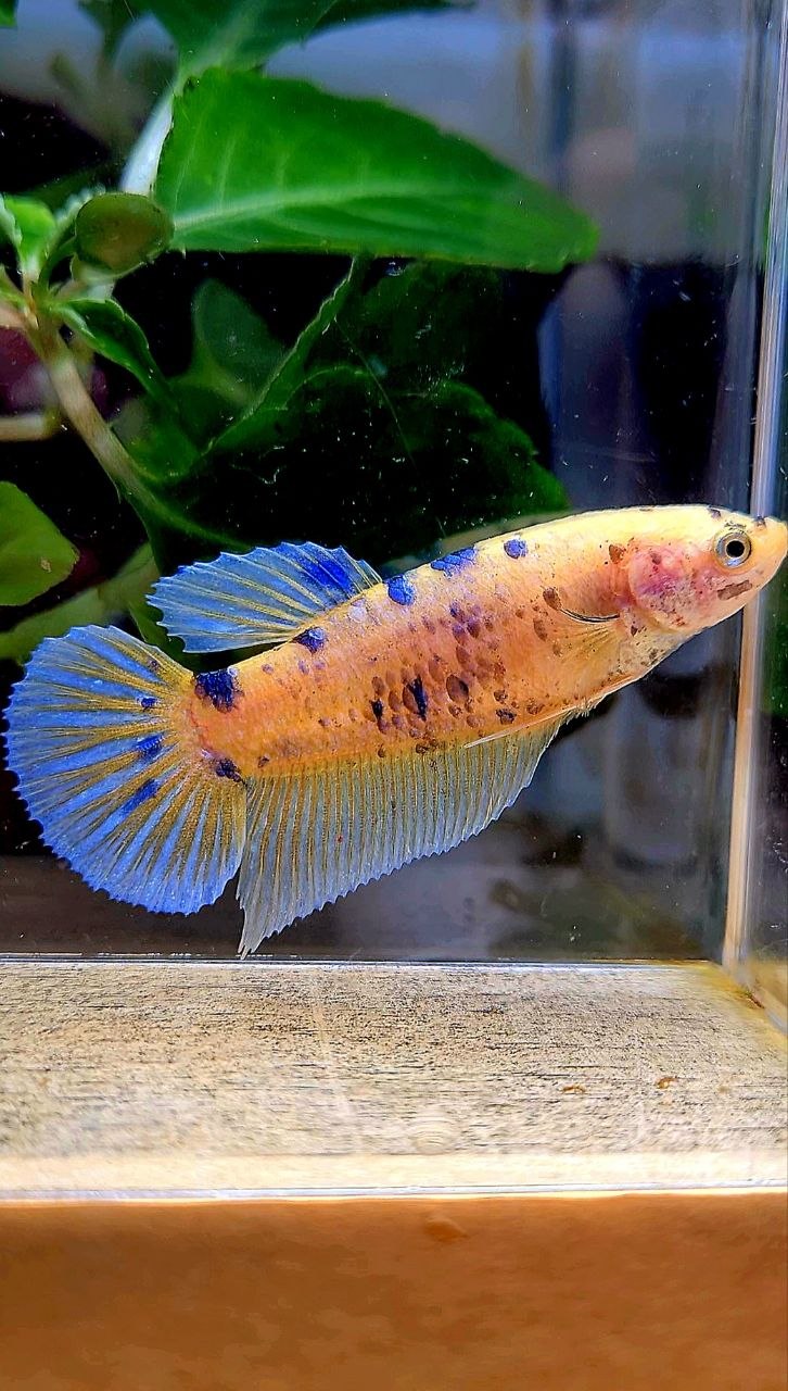 FEMALE GIANT PLAKAT BO 5CM+ YELLOW KOI BLUE DOTS MARBLE MULTICOLOR BETTA FISH