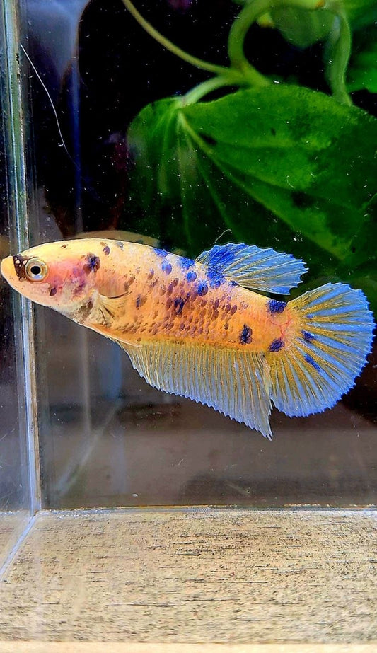 FEMALE GIANT PLAKAT BO 5CM+ YELLOW KOI BLUE DOTS MARBLE MULTICOLOR BETTA FISH