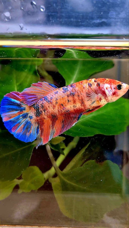 FEMALE GIANT PLAKAT BO 5CM+ CANDY ORANGE PURPLE MULTICOLOR BETTA FISH