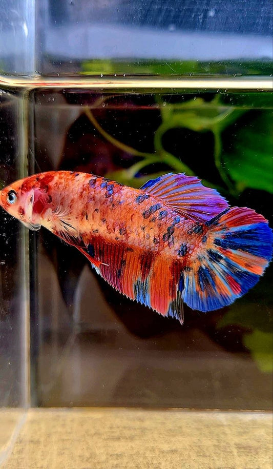 FEMALE GIANT PLAKAT BO 5CM+ CANDY ORANGE PURPLE MULTICOLOR BETTA FISH