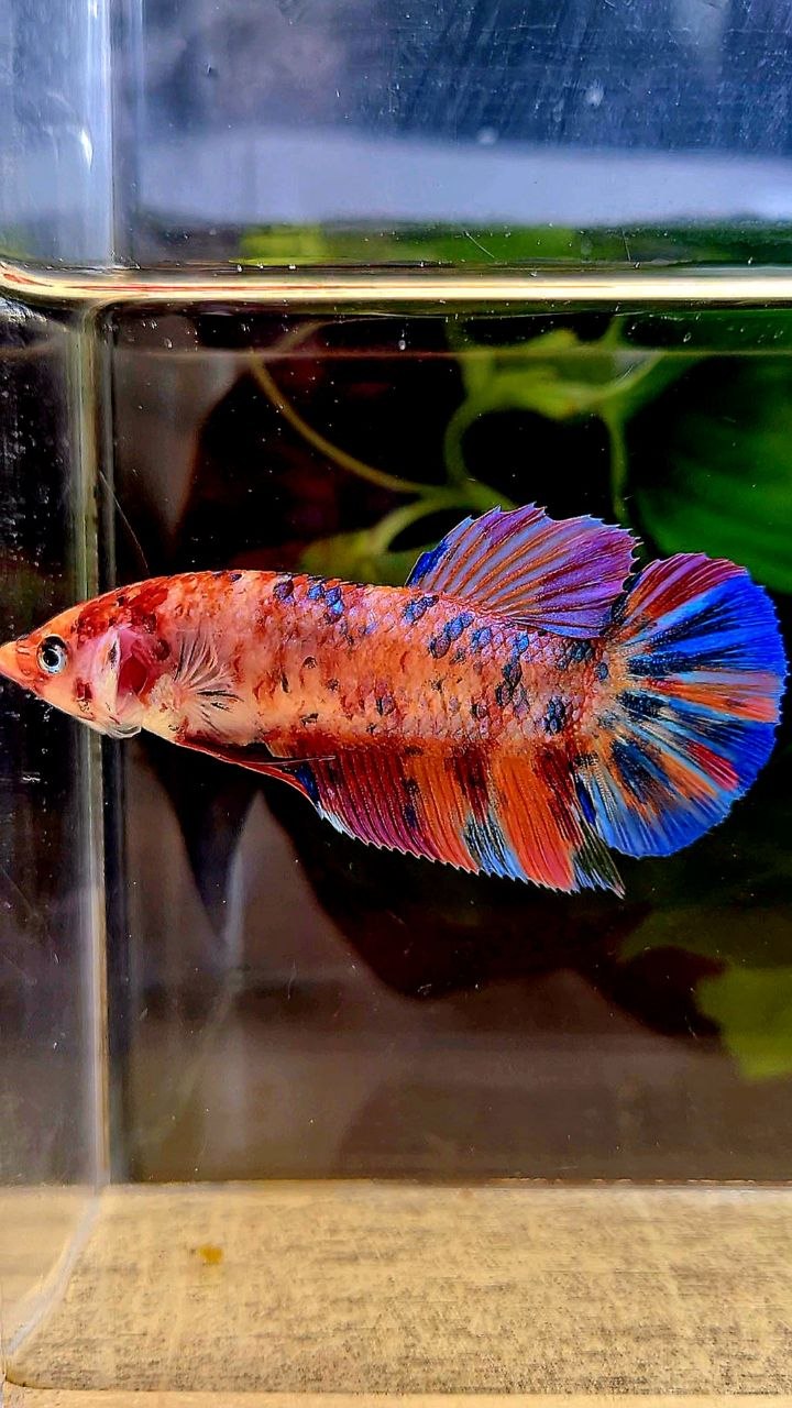 FEMALE GIANT PLAKAT BO 5CM+ CANDY ORANGE PURPLE MULTICOLOR BETTA FISH