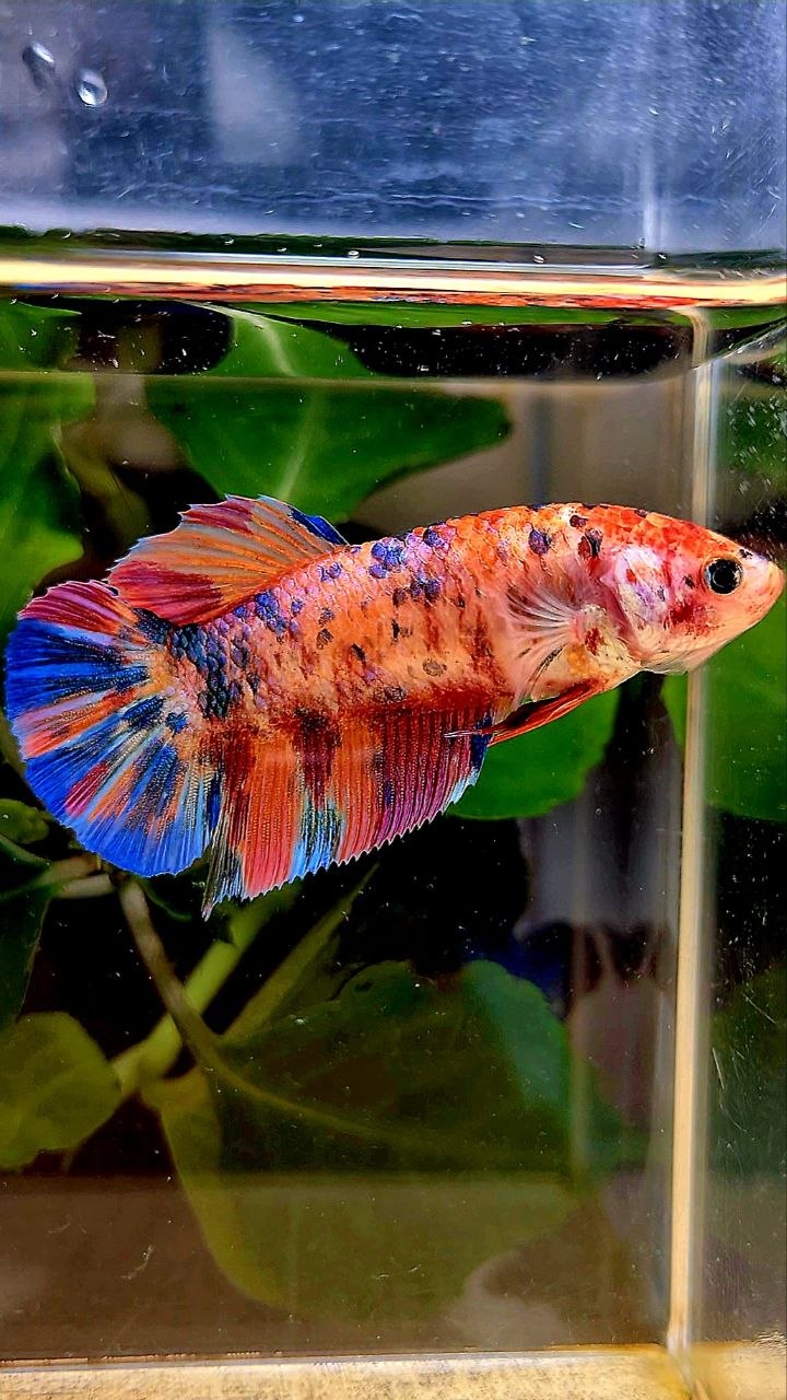 FEMALE GIANT PLAKAT BO 5CM+ CANDY ORANGE PURPLE MULTICOLOR BETTA FISH
