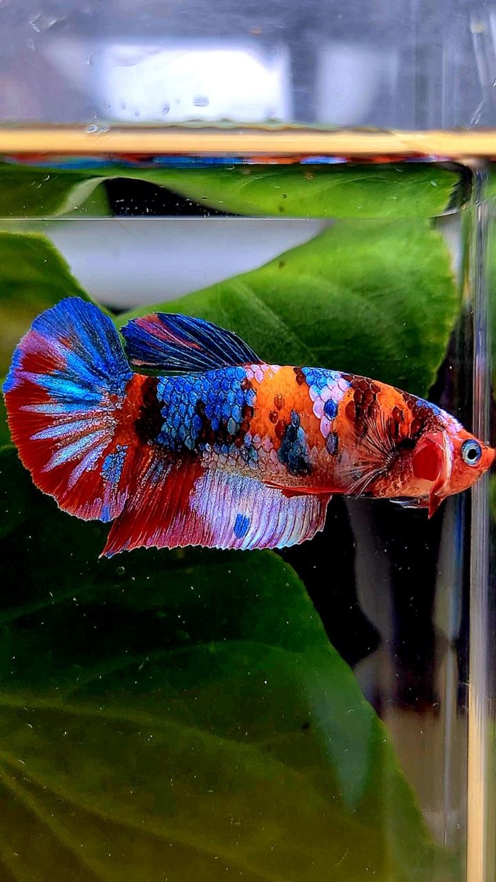 FEMALE PLAKAT GALAXY WHITE MULTICOLOR BETTA FISH