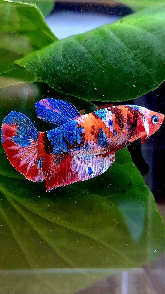FEMALE PLAKAT GALAXY WHITE MULTICOLOR BETTA FISH