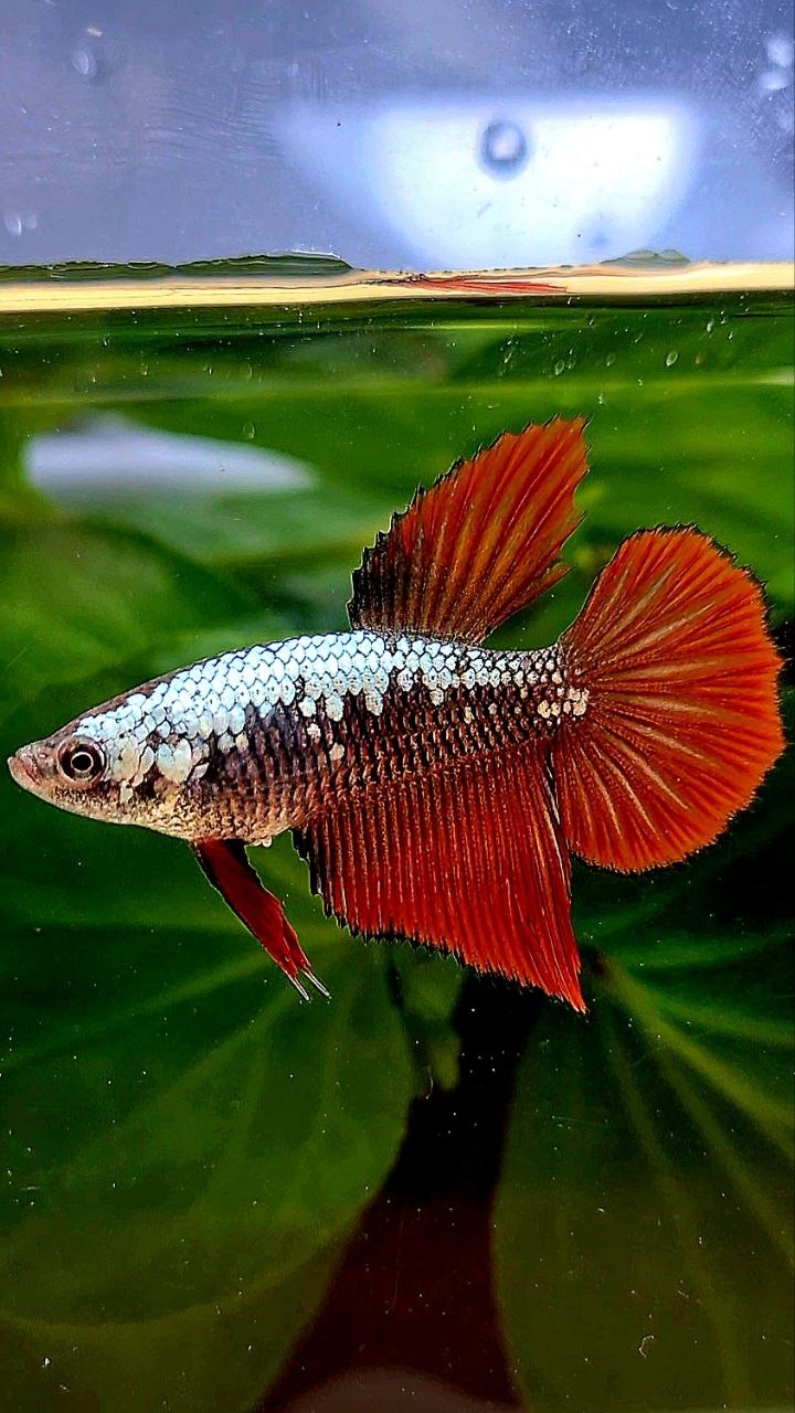 FEMALE HALFMOON RED SAMURAI COPPER BETTA FISH