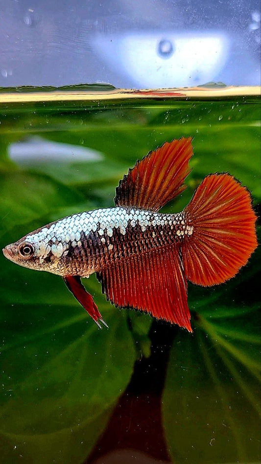 FEMALE HALFMOON RED SAMURAI COPPER BETTA FISH