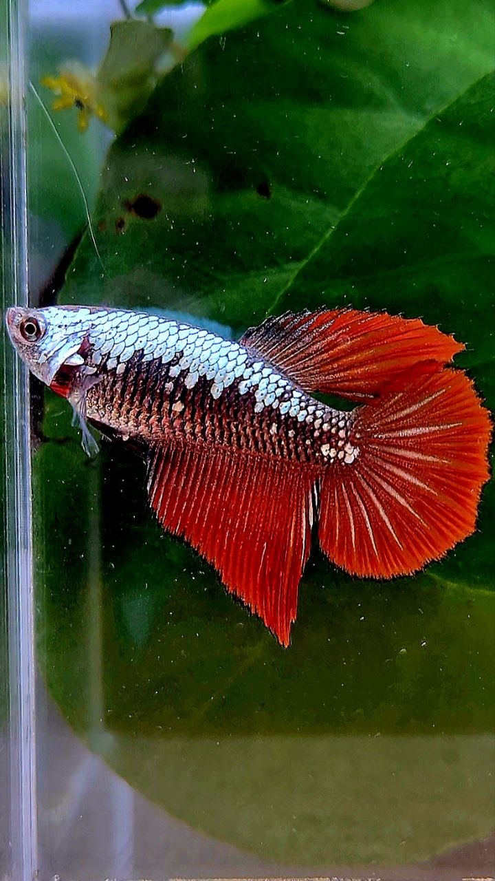 FEMALE HALFMOON RED SAMURAI COPPER BETTA FISH