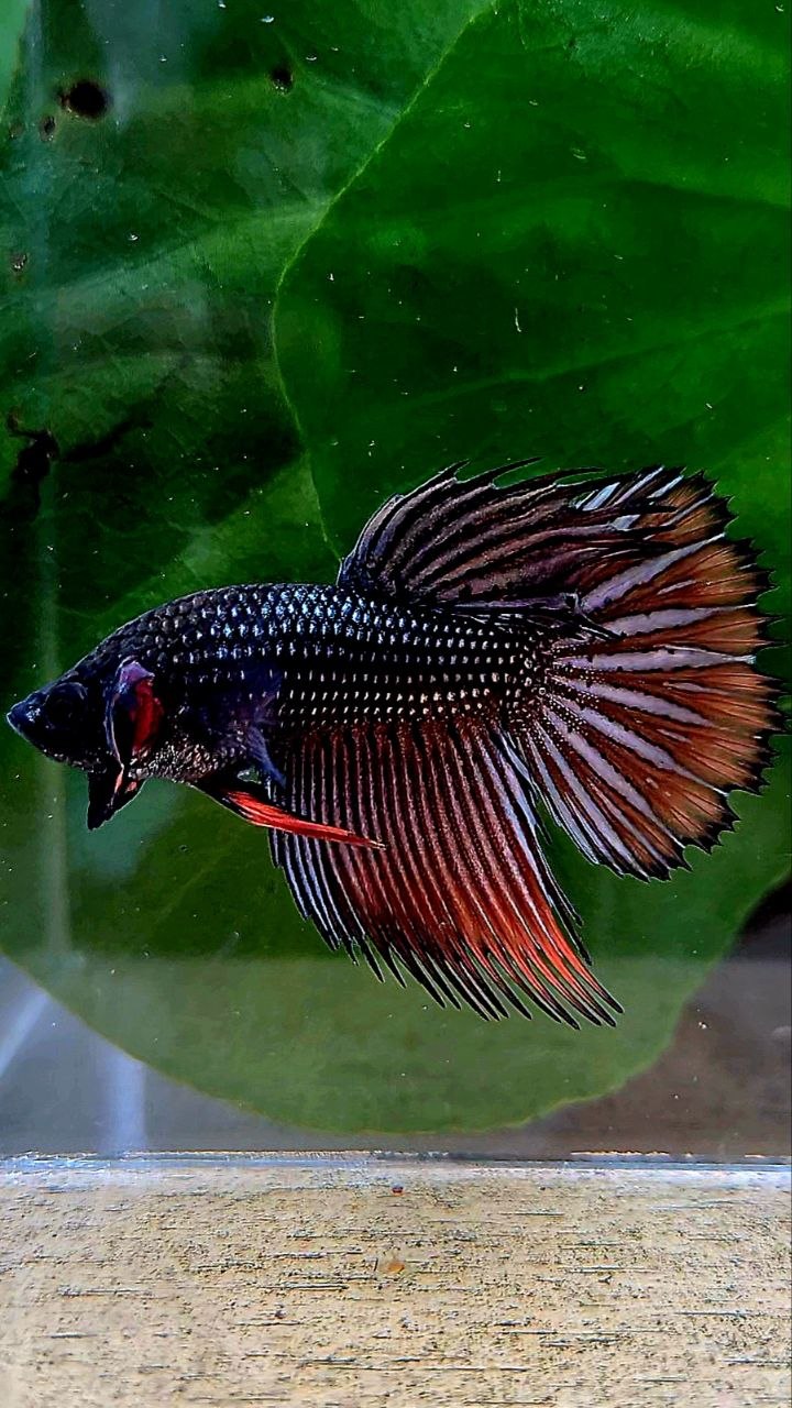 CROWNTAIL IMBELIS ORANGE COPPER HYBRID WILD BETTA FISH