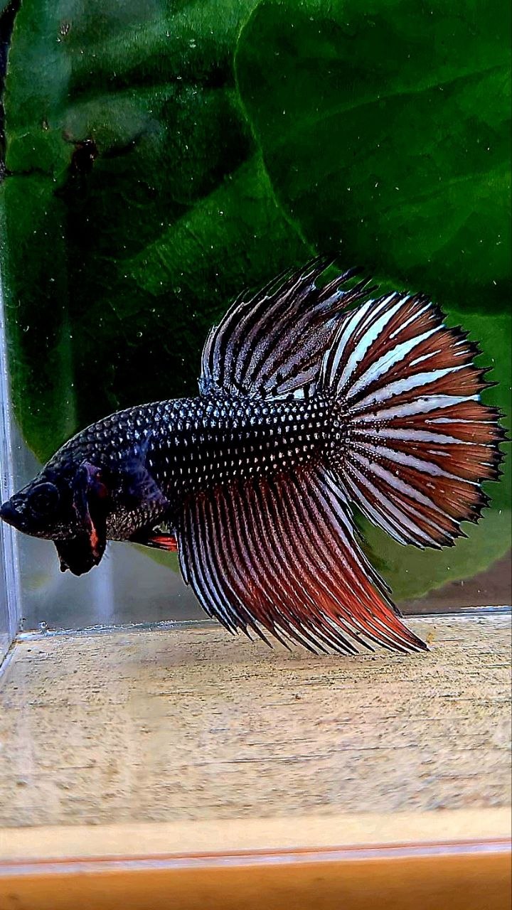 CROWNTAIL IMBELIS ORANGE COPPER HYBRID WILD BETTA FISH