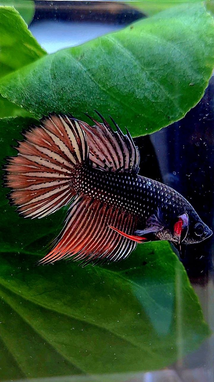 CROWNTAIL IMBELIS ORANGE COPPER HYBRID WILD BETTA FISH
