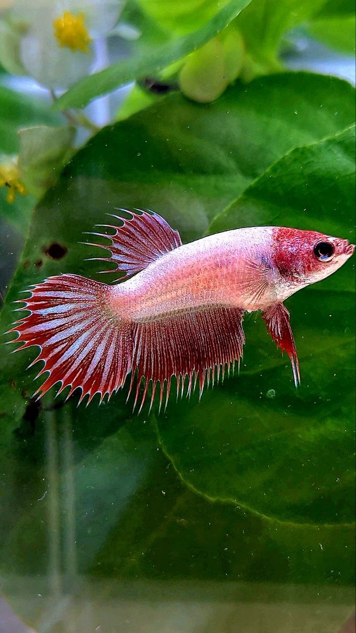 FEMALE CROWNTAIL RED DRAGON LINE BETTA FISH
