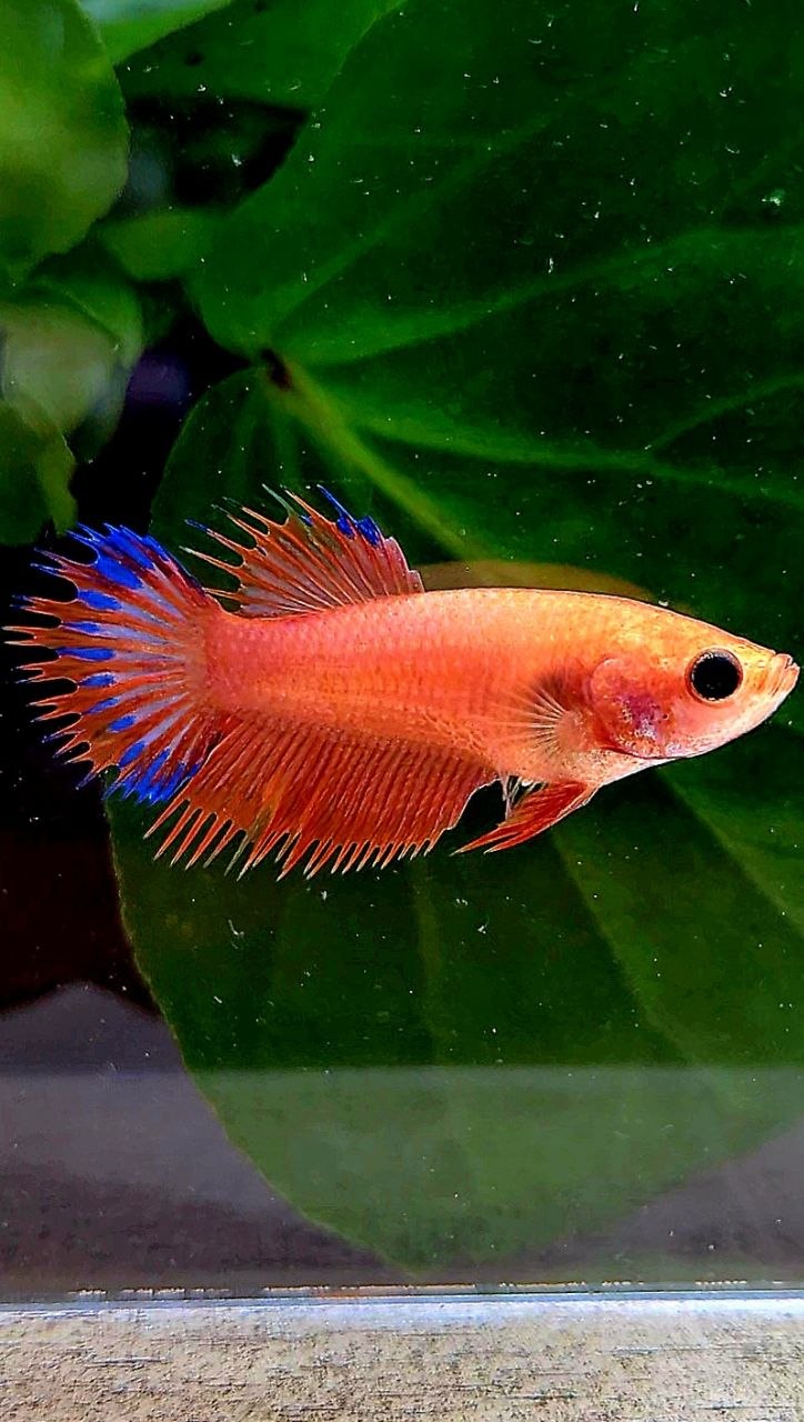 FEMALE CROWNTAIL ORANGE BLUE FANCY BETTA FISH