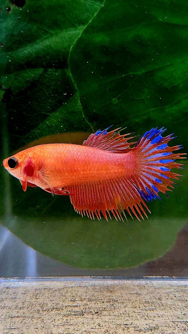 FEMALE CROWNTAIL ORANGE BLUE FANCY BETTA FISH