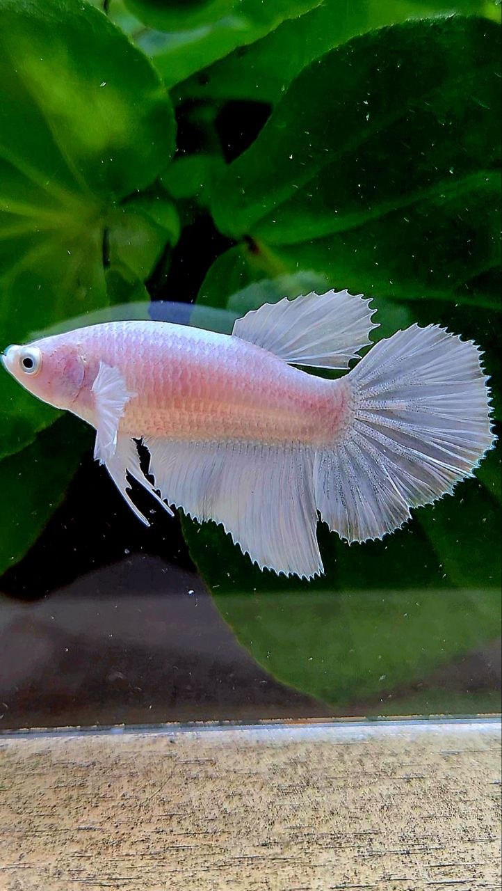 FEMALE HALFMOON WHITE PLATINUM BETTA FISH