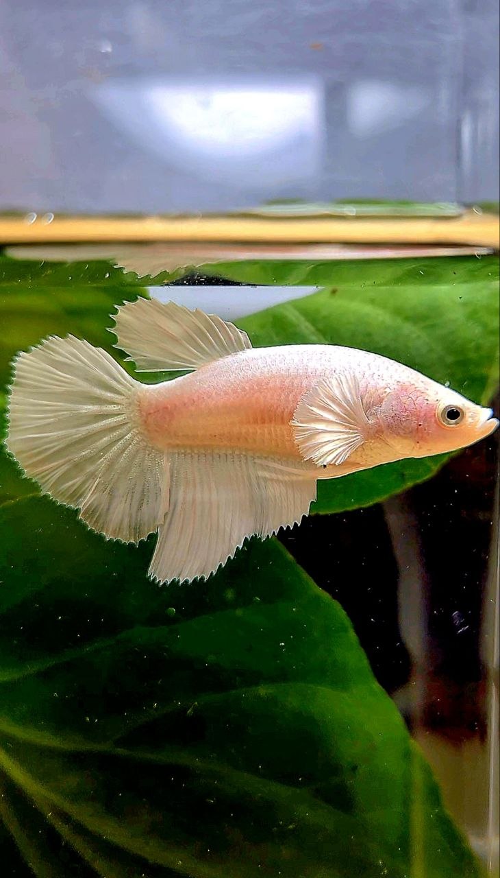 FEMALE HALFMOON WHITE PLATINUM BETTA FISH