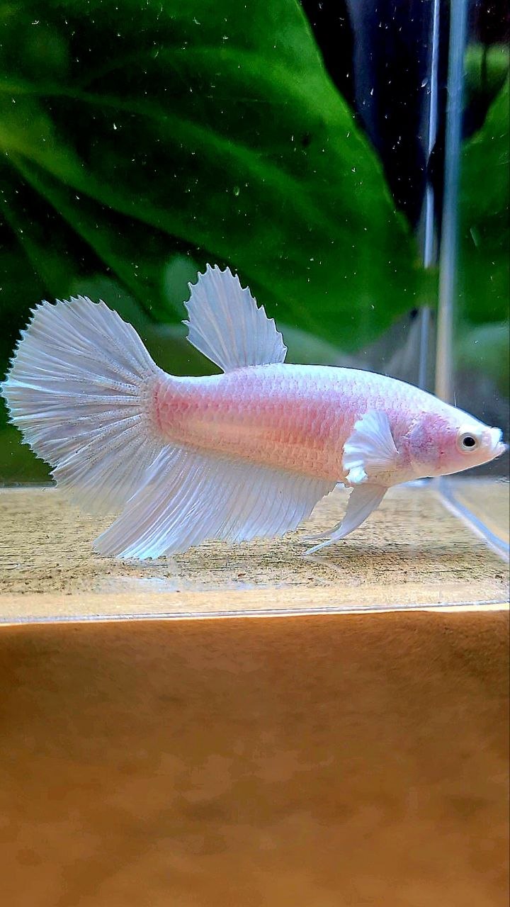 FEMALE HALFMOON WHITE PLATINUM BETTA FISH