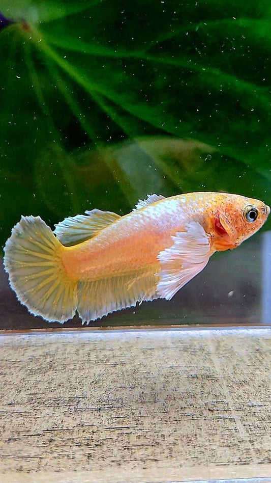 FEMALE PLAKAT SUPER DUMBO EAE GOLD BETTA FISH