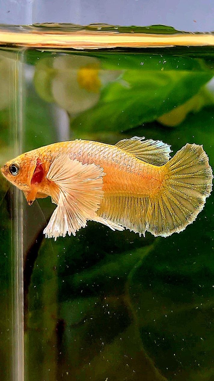 FEMALE PLAKAT SUPER DUMBO EAE GOLD BETTA FISH