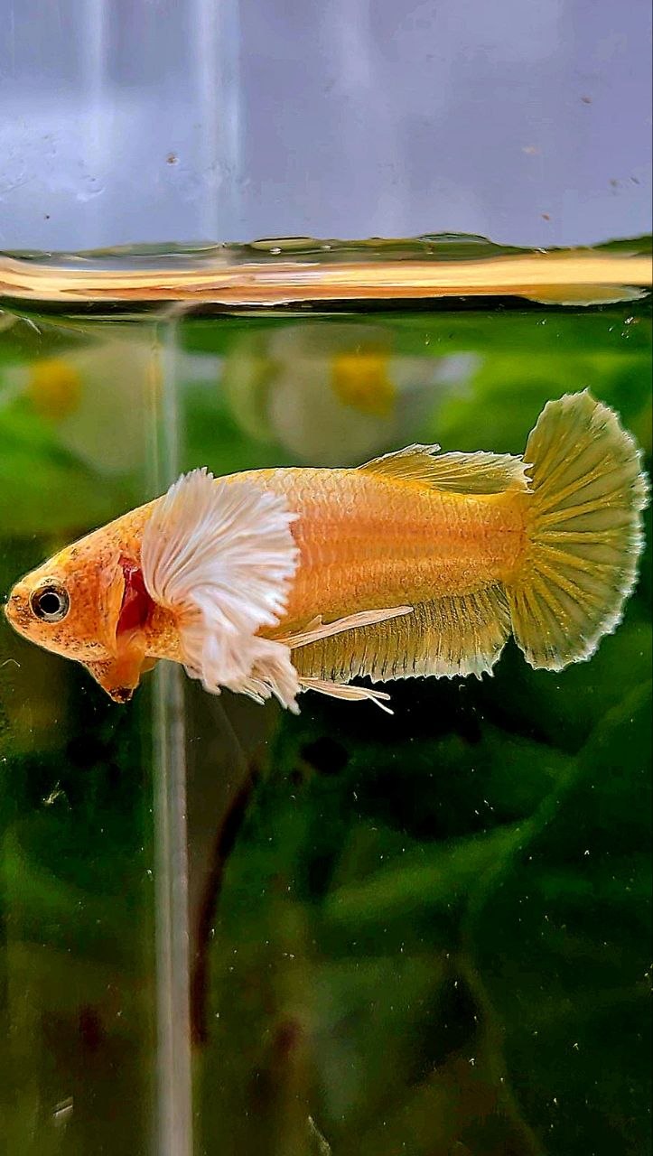 FEMALE PLAKAT SUPER DUMBO EAE GOLD BETTA FISH