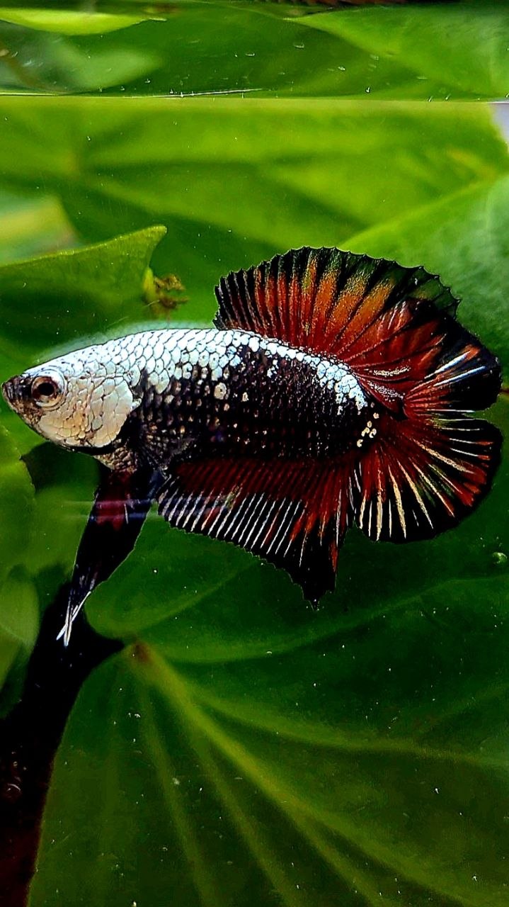 PLAKAT DOUBLE TAIL BLACK SAMURAI RED MASKING BETTA FISH