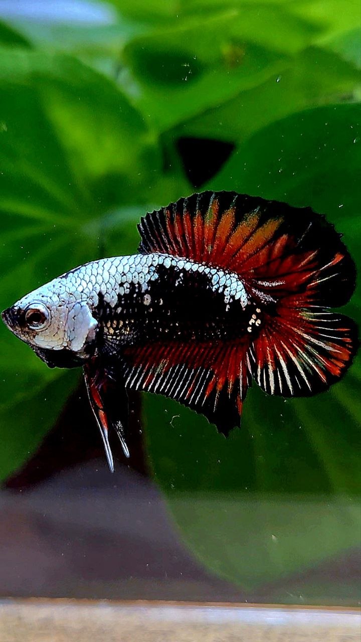 PLAKAT DOUBLE TAIL BLACK SAMURAI RED MASKING BETTA FISH