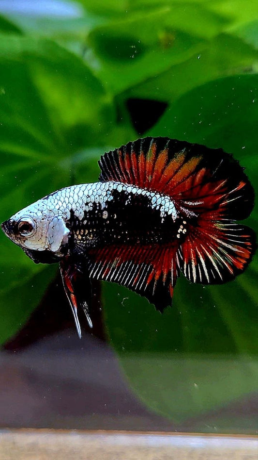 PLAKAT DOUBLE TAIL BLACK SAMURAI RED MASKING BETTA FISH