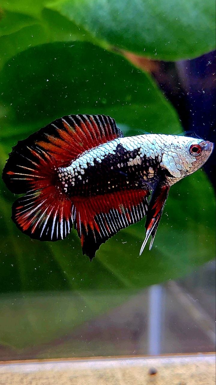 PLAKAT DOUBLE TAIL BLACK SAMURAI RED MASKING BETTA FISH