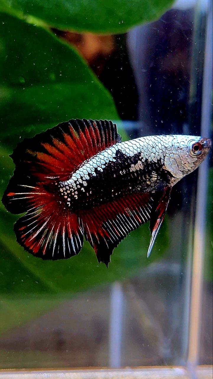 PLAKAT DOUBLE TAIL BLACK SAMURAI RED MASKING BETTA FISH