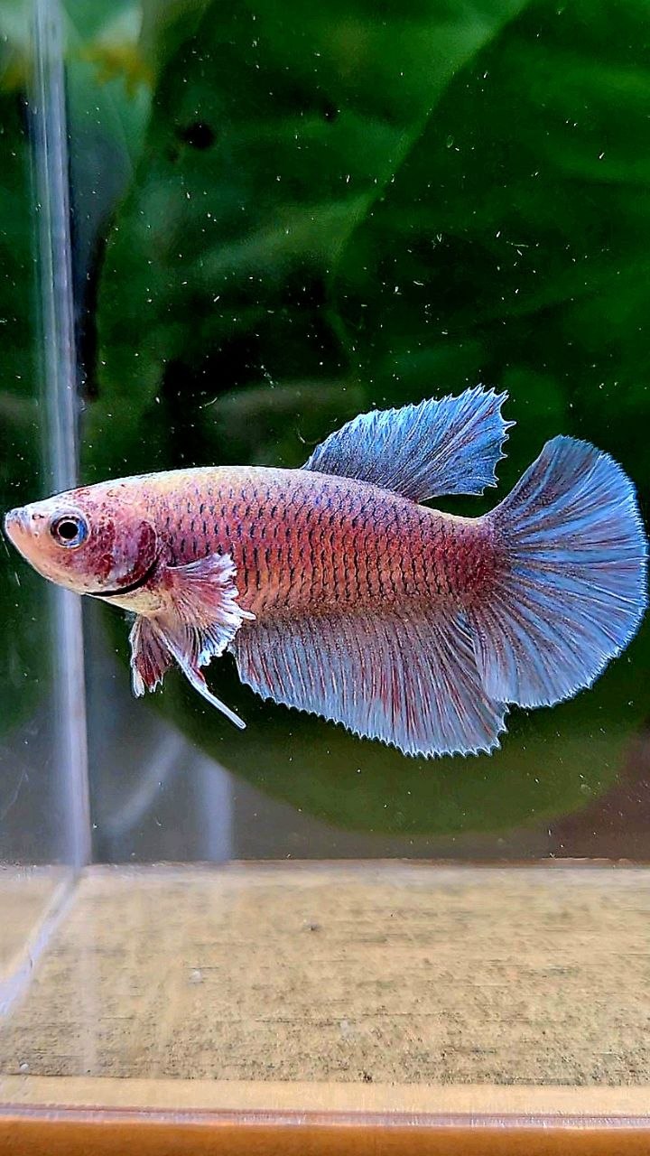 FEMALE HALFMOON BIG EAR BLUE GRAY GRIZZLE BETTA FISH