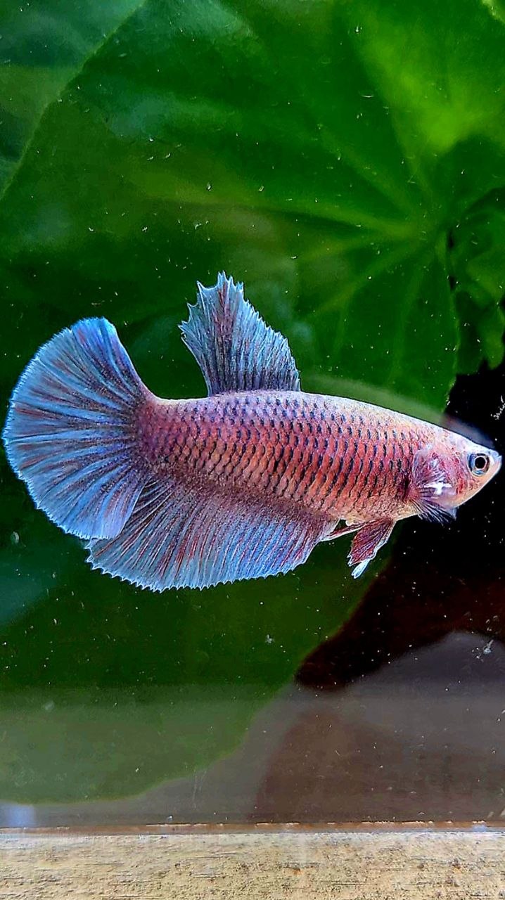 FEMALE HALFMOON BIG EAR BLUE GRAY GRIZZLE BETTA FISH