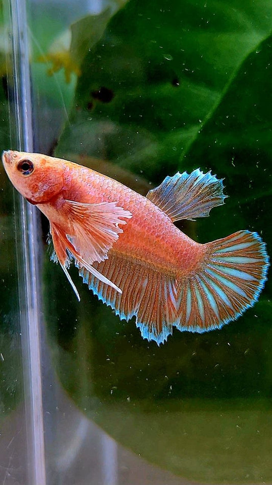 FEMALE HALFMOON DUMBO EAR ORANGE PINEAPPLE BETTA FISH