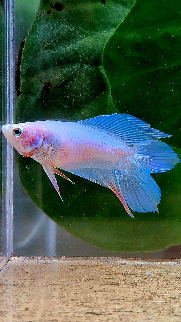 FEMALE VEILTAIL DOUBLE TAIL BLUE SKY UNICORN BETTA FISH