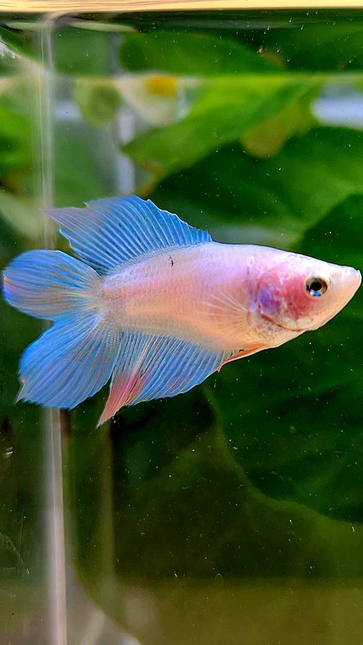 FEMALE VEILTAIL DOUBLE TAIL BLUE SKY UNICORN BETTA FISH