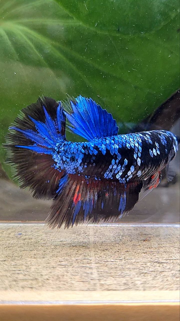 FEMALE HALFMOON BLACK GALAXY AVATAR BLUE BETTA FISH