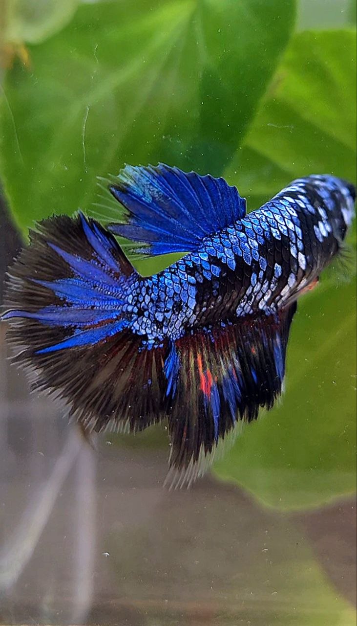 FEMALE HALFMOON BLACK GALAXY AVATAR BLUE BETTA FISH