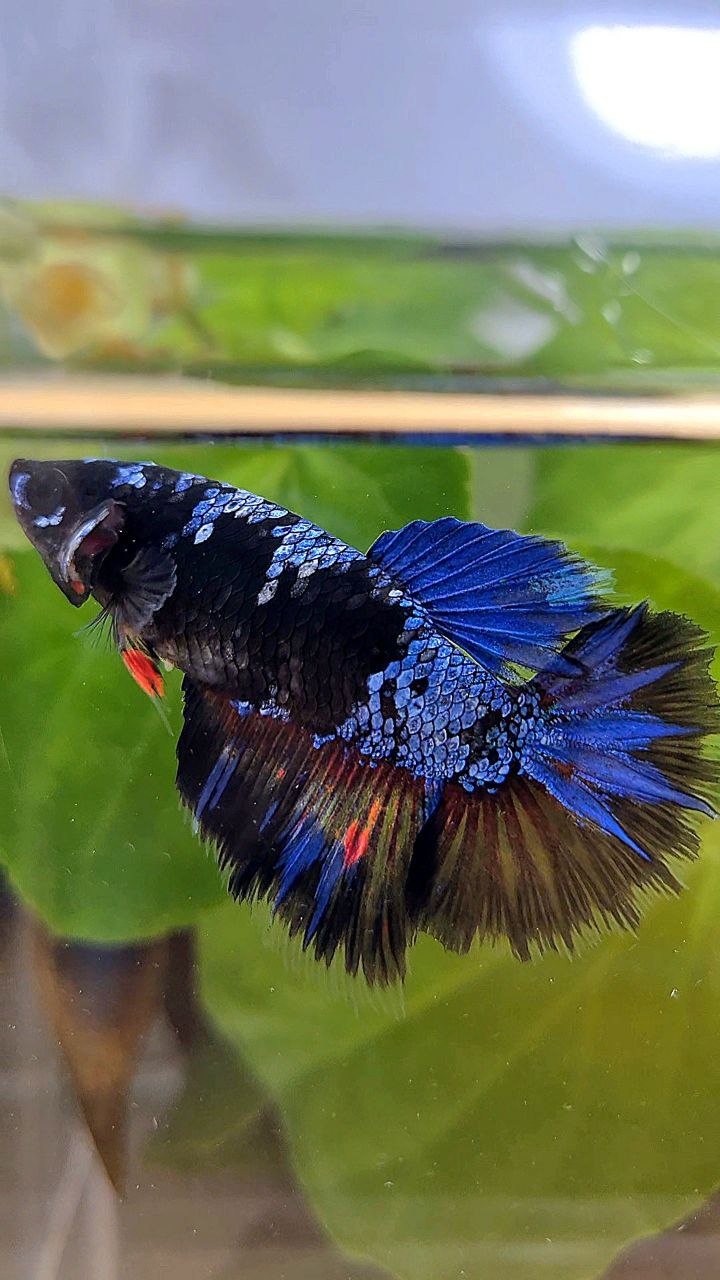 FEMALE HALFMOON BLACK GALAXY AVATAR BLUE BETTA FISH