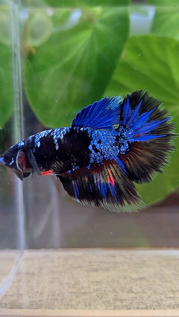 FEMALE HALFMOON BLACK GALAXY AVATAR BLUE BETTA FISH