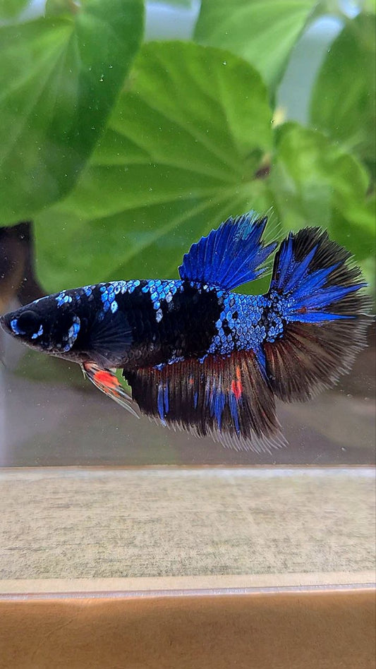 FEMALE HALFMOON BLACK GALAXY AVATAR BLUE BETTA FISH