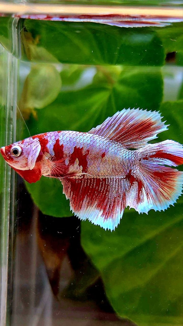 FEMALE HALFMOON DOUBLE TAIL BARONGSAI RED WHITE MULTICOLOR BETTA FISH