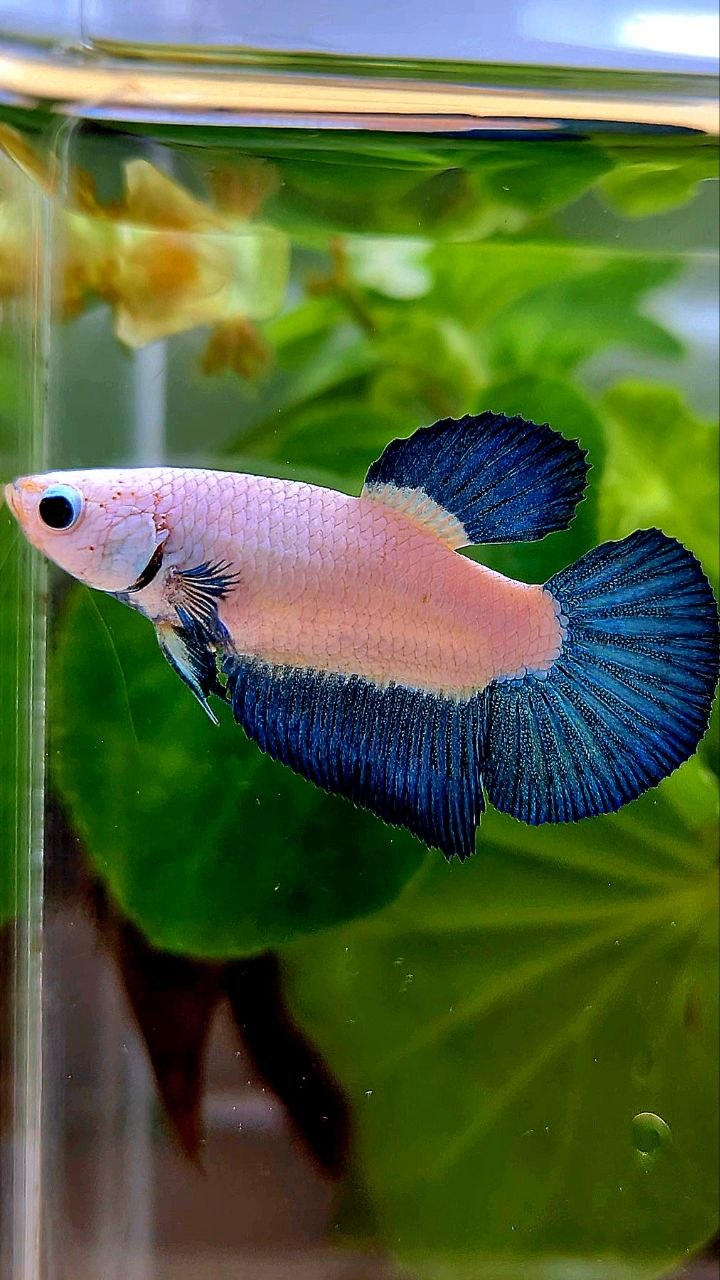 FEMALE HALFMOON BLUE RIM BICOLOR BETTA FISH