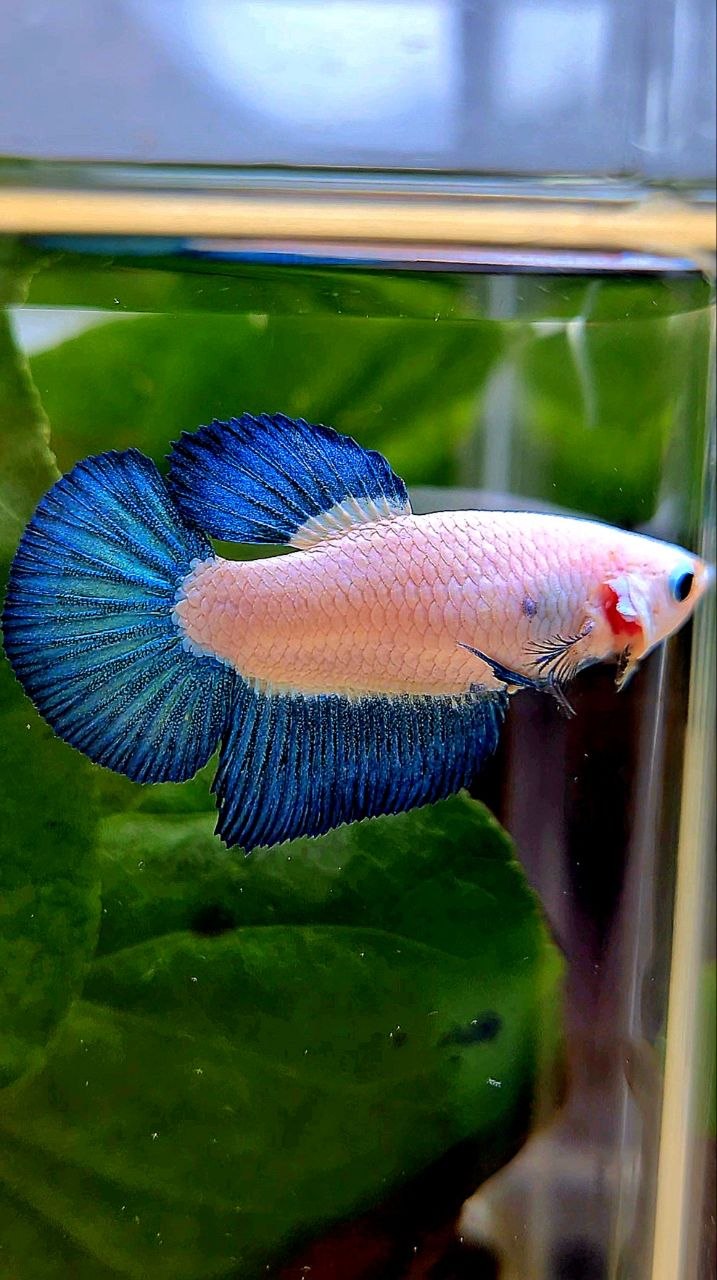 FEMALE HALFMOON BLUE RIM BICOLOR BETTA FISH